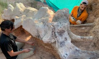 Dinozaurul din grădină, care ar putea avea 150 milioane de ani