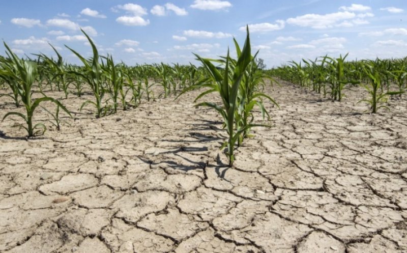 Peste 430.000 de hectare au fost afectate de secetă în România. Și Clujul este pe listă