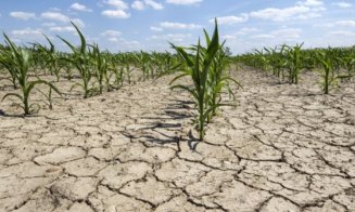 Peste 430.000 de hectare au fost afectate de secetă în România. Și Clujul este pe listă