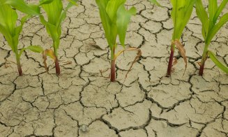 Seceta a afectat jumătate de milion de hectare de culturi agricole din aproape toate județele din România, printre care și Clujul
