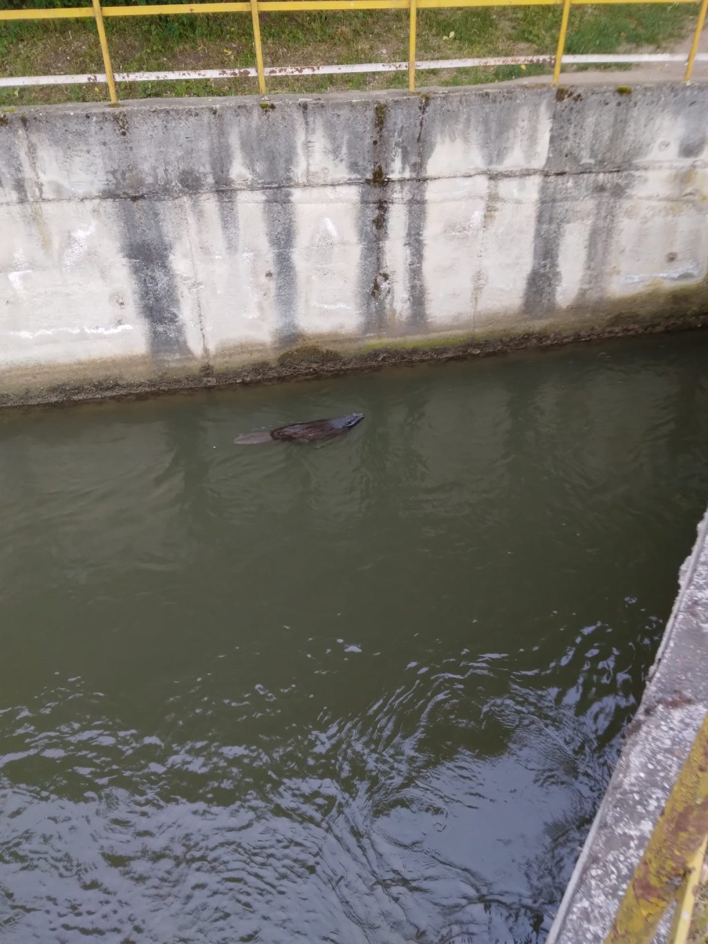 Apariție rară la Cluj! Castor surprins înotând în Someș, în Grigorescu