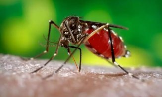 Încă 14 persoane confirmate cu virusul West Nile în România
