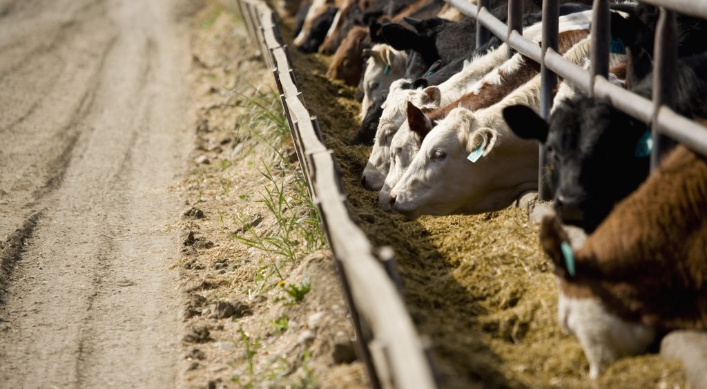 Crescătorii de animale primesc 185 mil. lei de la stat. Schema de sprijin pentru sectorul zootehnic a fost aprobată de Guvern