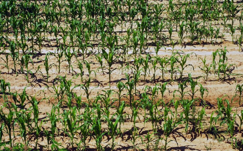 Peste 630.000 de hectare de suprafață agricolă din România, afectate de secetă. Clujul e printre județele păgubite