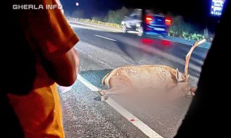 Cerb lovit în plin de o mașină, la Bonțida. Animalul a murit pe loc