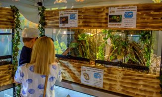 Boa constrictor, pitoni regali şi cameleoni cu un colorit de excepție, într-o expoziţie exotică de reptile, la Iulius Mall Cluj (P)