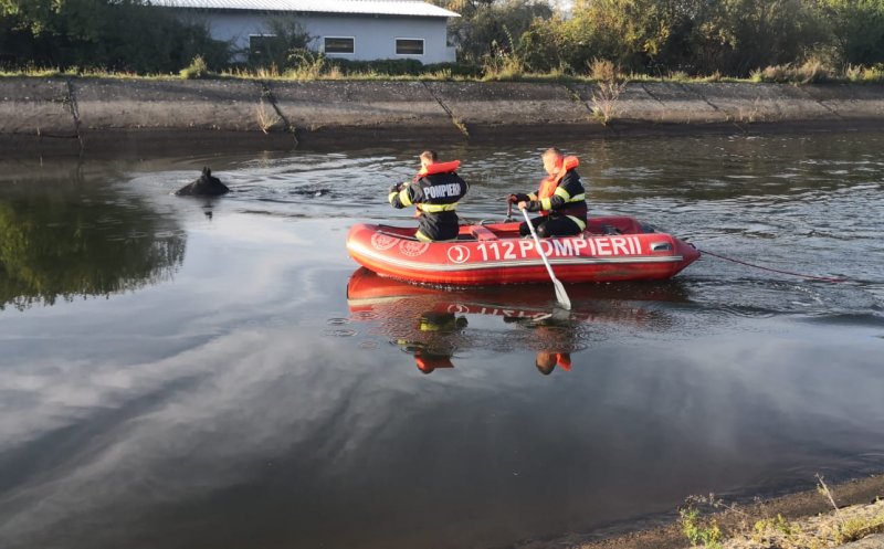 Un cal de rasă a fost SALVAT de pompieri din canalul betonat al Someșului. Intervenția a durat 4 ore