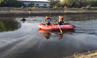 Un cal de rasă a fost SALVAT de pompieri din canalul betonat al Someșului. Intervenția a durat 4 ore