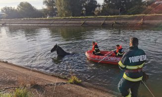 Un cal de rasă a fost SALVAT de pompieri din canalul betonat al Someșului. Intervenția a durat 4 ore