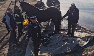 Un cal de rasă a fost SALVAT de pompieri din canalul betonat al Someșului. Intervenția a durat 4 ore