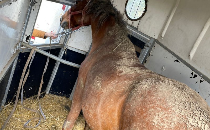 Cal lăsat fără supraveghere pe strada Pomet, CONFISCAT în Cluj-Napoca. Proprietarul a luat amendă pentru că şi-a chinuit animalul