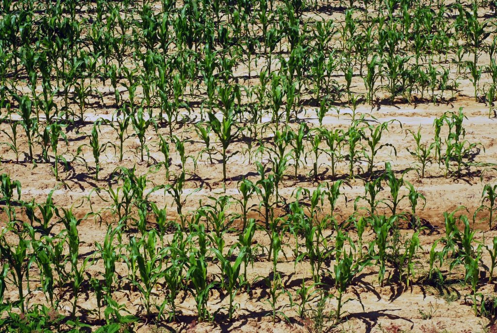 Clujul afectat de secetă. Peste 850.000 de hectare de suprafață agricolă din 37 de județe ale României au fost păgubite