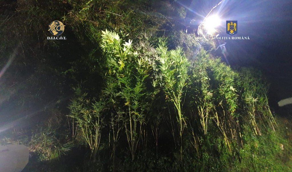 Cultură de cannabis, într-o pădure de lângă Cluj-Napoca. Trafic de droguri cu de toate: ciuperci cu efect halucinogen, instalație de ventilare, fertilizatori, kituri pentru creșterea fungilor