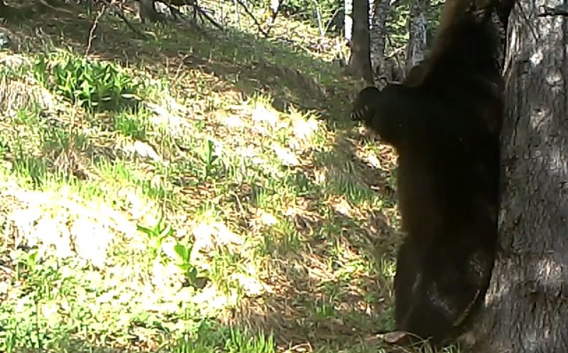 La scărpinat, în Retezat: Baloo de România