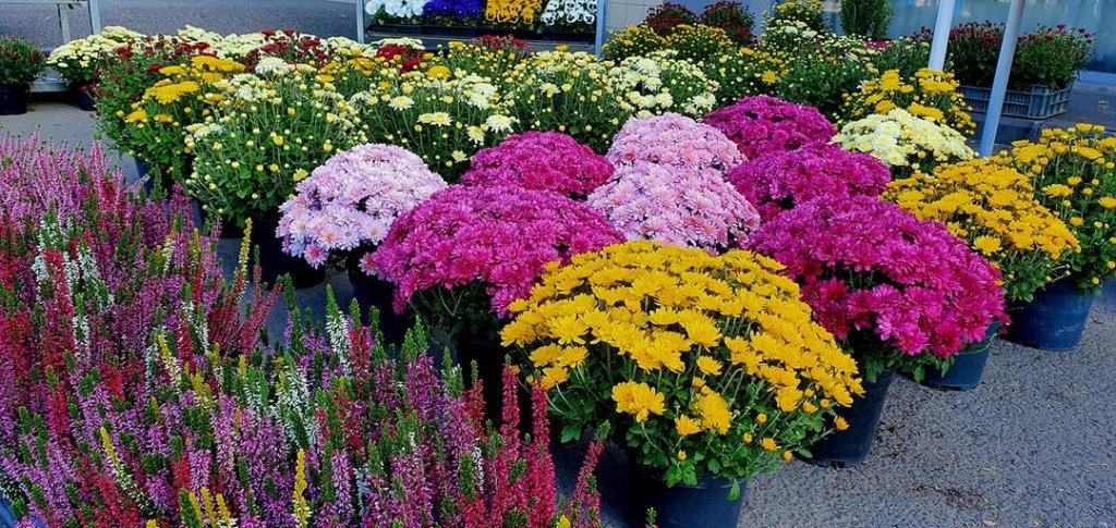 16 locuri pentru vânzarea florilor de Ziua Morţilor în Cluj-Napoca