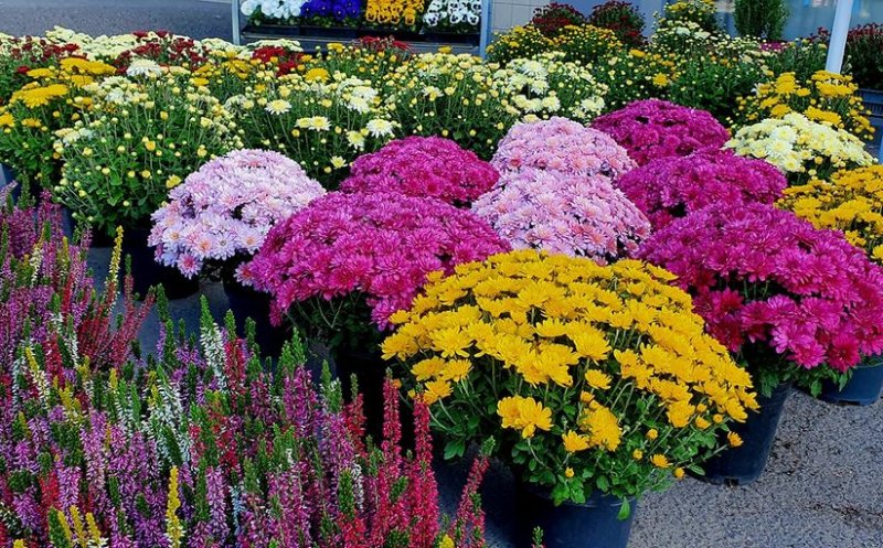 16 locuri pentru vânzarea florilor de Ziua Morţilor în Cluj-Napoca