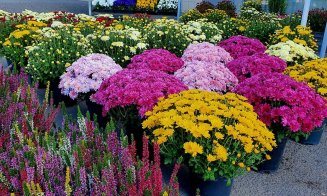16 locuri pentru vânzarea florilor de Ziua Morţilor în Cluj-Napoca