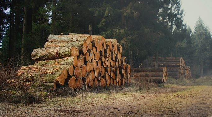 PERCHEZIȚII de amploare în Cluj și Alba la persoane bănuite de furturi și tăieri ilegale de arbori
