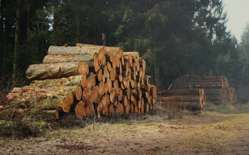 PERCHEZIȚII de amploare în Cluj și Alba la persoane bănuite de furturi și tăieri ilegale de arbori