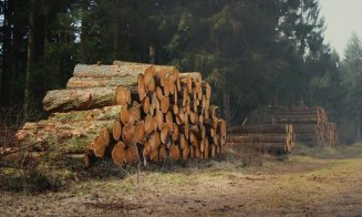 PERCHEZIȚII de amploare în Cluj și Alba la persoane bănuite de furturi și tăieri ilegale de arbori
