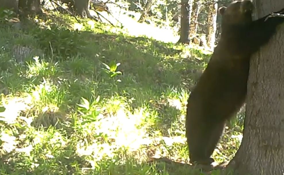 Baloo de România. "Mâncărimea, bat-o vina!" VIDEO haios din Retezat