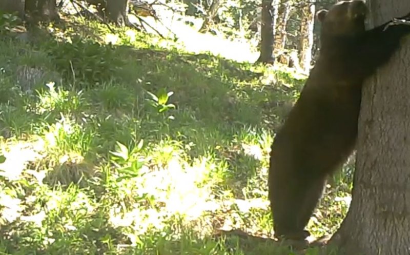 Baloo de România. "Mâncărimea, bat-o vina!" VIDEO haios din Retezat