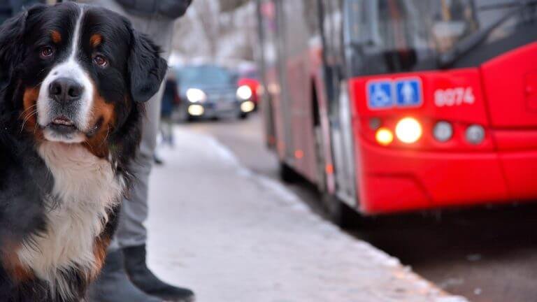 Proiect PNL: Animalele de companie să poată intra în mijloacele de transport și instituţiile publice