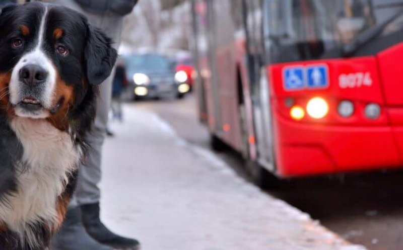 Proiect PNL: Animalele de companie să poată intra în mijloacele de transport și instituţiile publice