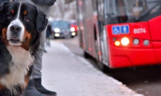 Proiect PNL: Animalele de companie să poată intra în mijloacele de transport și instituţiile publice