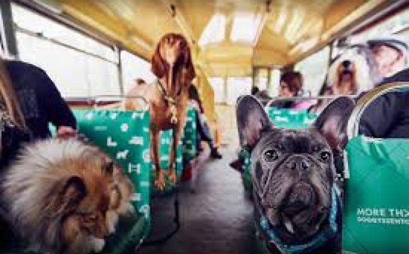 Animalele de companie ar putea avea acces în instituţiile publice şi în mijloacele de transport în comun