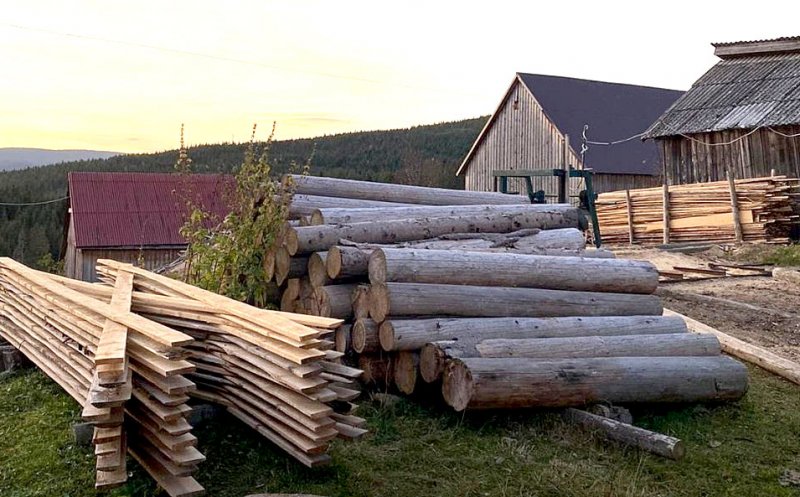 Pădurarul din Măguri-Răcătău, în arest preventiv. Tăieri ilegale de arbori, furt de lemn și delapidare în pădurile din Cluj