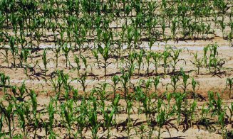 Clujul, printre județele păgubite de secetă. Peste 1 milion de hectare de suprafață agricolă au fost afectate în România