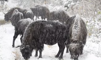 VIDEO: Imagini spectaculoase cu o turmă de zimbri la... masă