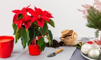 Care este povestea Crăciuniței și de ce e bine să o ai în casă / Cum o îngrijești ca să reziste cât mai mult timp?