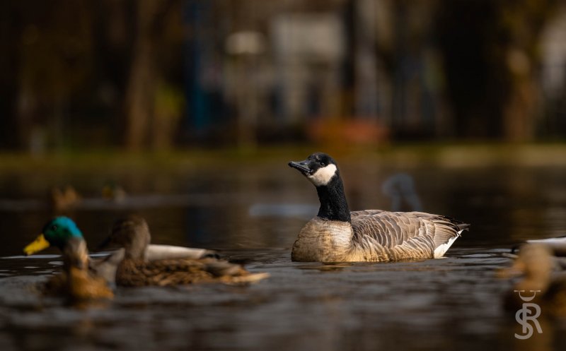 Apariție rară! Gâsca canadiană, din nou pe Lacul Chios din Cluj-Napoca