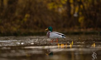 Gâsca indiană, din nou pe Lacul Chios din Cluj-Napoca