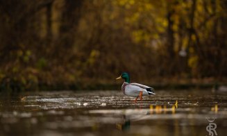 Gâsca indiană, din nou pe Lacul Chios din Cluj-Napoca