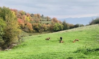 O tânără familie a lăsat Londra pentru a se muta într-un cătun din Apuseni: „Cum ne simțim? Există regrete?”