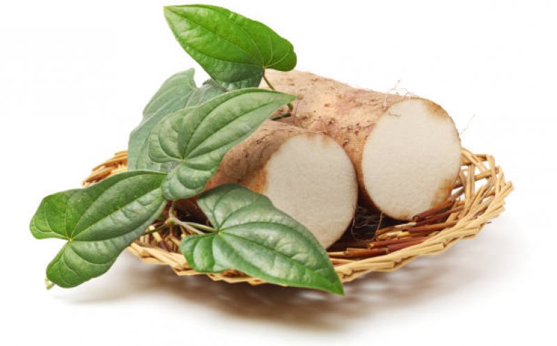 Fructul pământului, planta medicament cu proprietăți magnifice pentru sănătate