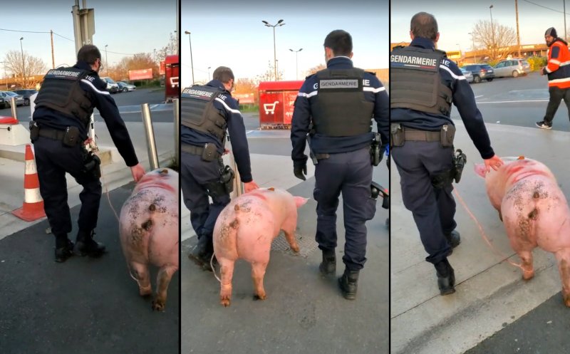Porcul unor români, salvat de la "bojotaie" de jandarmii francezi. Adio cârnaţi, jumeri şi caltaboş