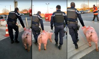 Porcul unor români, salvat de la "bojotaie" de jandarmii francezi. Adio cârnaţi, jumeri şi caltaboş