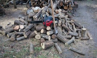 Tânăr arestat pentru 30 de zile după ce a tăiat doi arbori dintr-o pădure din Cluj