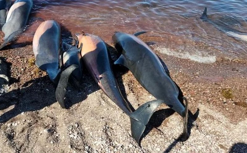 Delfinii din Marea Neagră, decimați de războiul lui Putin. Peste 120 de au fost găsiți morți în zona Odesa