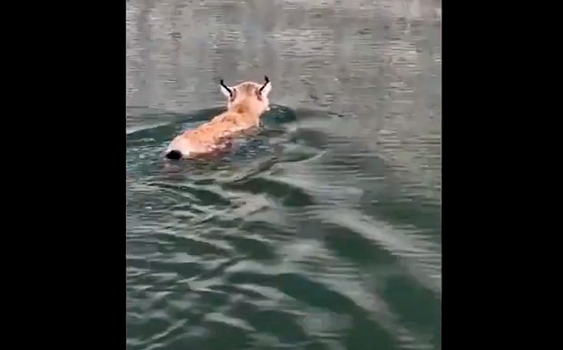 Râsul... plânsul! A traversat Bicazul înot şi a dat peste... năravul prost