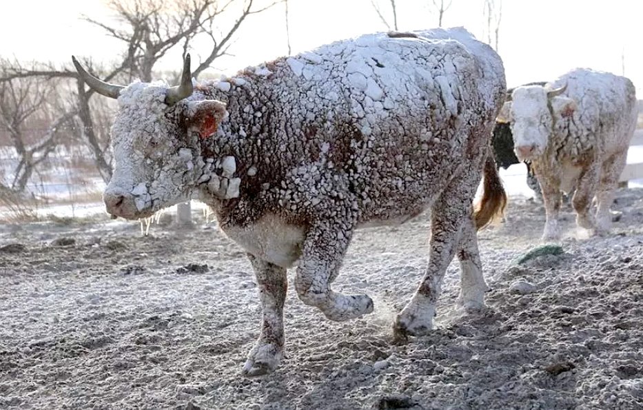 Temperaturi de -45°C în SUA. Zeci de morţi, mii de zboruri anulate, 250 de milioane de oameni, sub cod de vreme severă