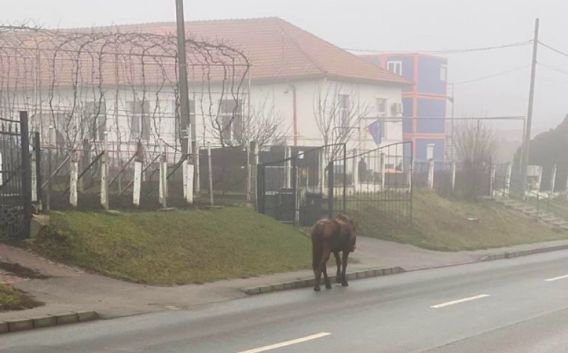 Cal la plimbare prin centrul Clujului. A fost surprins pe strada Oașului