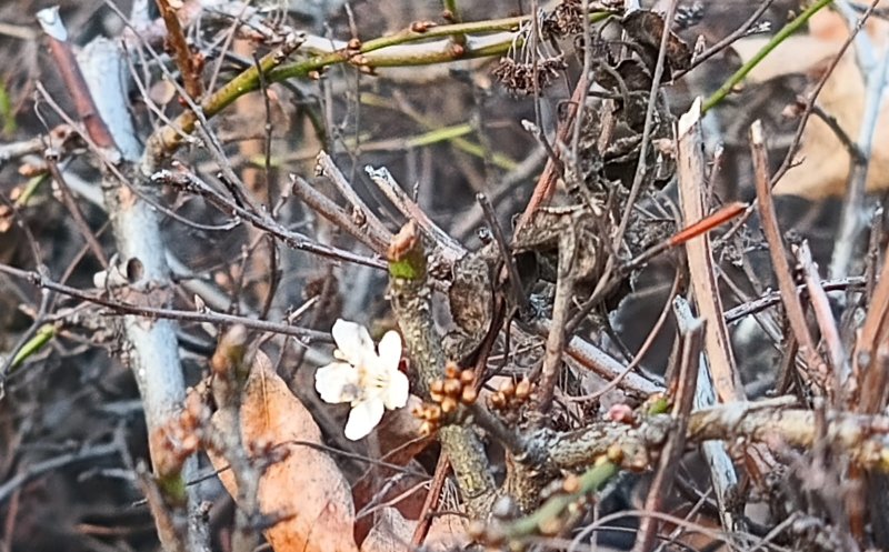 Vine, vine primăvara? Floricele tot mai multe în Cluj-Napoca. ”Nu e de bine”, spun bătrânii