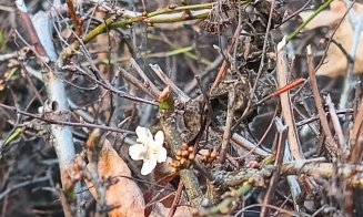 Vine, vine primăvara? Floricele tot mai multe în Cluj-Napoca