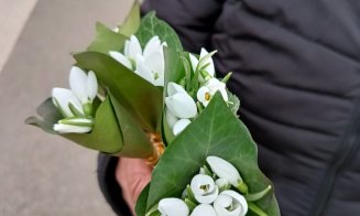 Vine, vine primăvara? Floricele tot mai multe în Cluj-Napoca