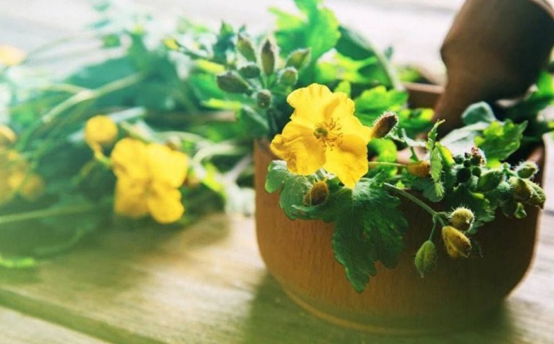 Planta care vindecă peste 150 de boli, printre care hepatita şi cancerul. Romanii îi spuneau "Darul Cerului"